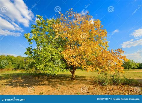 Half Yellow And Half Green Tree Stock Image Image Of Abstract Plant