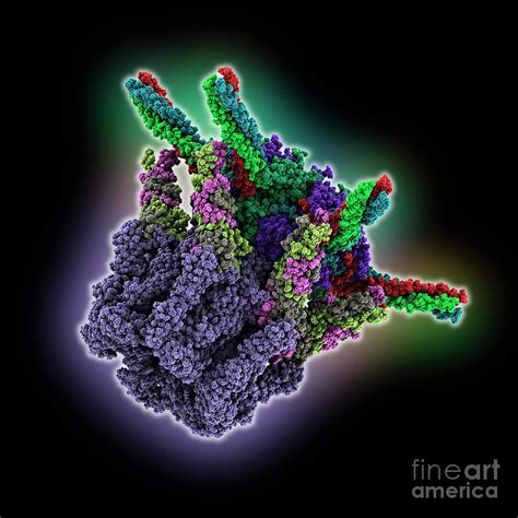 Bacteriophage Su10 Tail Part Photograph By Laguna Design Science Photo