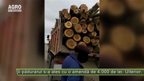 Inspectorii pe urmele hoților de lemn AGRO TV News YouTube