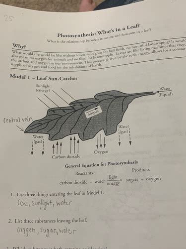 Photosynthesis What S In A Leaf Flashcards Quizlet