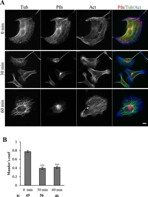 Increased lamellipodia formation decreases the profilin-microtubule ...