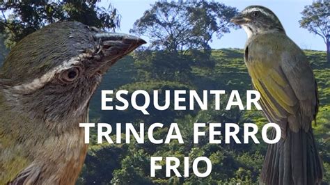 Esquentar Trinca Ferro Frio O Melhor V Deo Para Esquentar Trinca Ferro