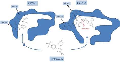 Main Differences Between The Active Sites Of Two Isoforms Of COX Enzyme