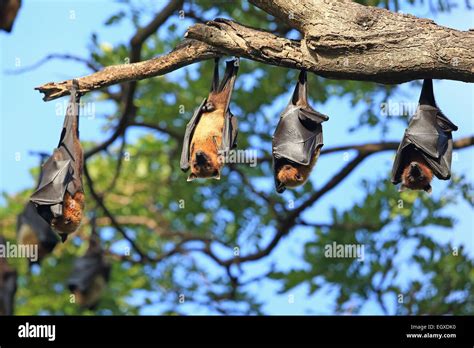 Indian Flying Fox Pteropus Giganteus Stock Photo Alamy