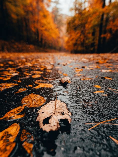 Rain And Autumn Wallpapers - Wallpaper Cave