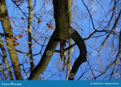 Bizarre Shapes Of Tree Branches Resembling Parts Of The Body Of A