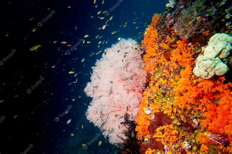 Premium Photo Colorful Underwater Reef Of Raja Ampat Papua Indonesia