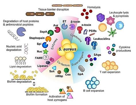 Staph Aureus Secretes Many Different Toxins And Enzymes Tam And Torres