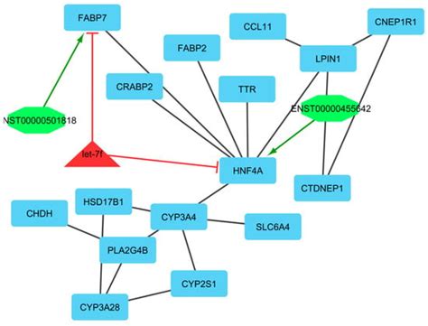 Genes Free Full Text Lncrnamirnamrna Cerna Network Involved In