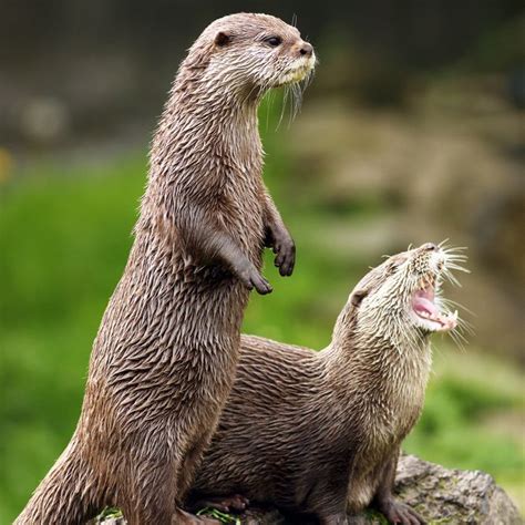 15 Fascinating Facts About Otters