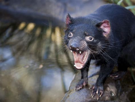 Diavolo Della Tasmania Dove Vive E Le Sue Caratteristiche Ohga