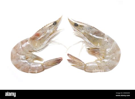 Whiteleg shrimp hi-res stock photography and images - Alamy