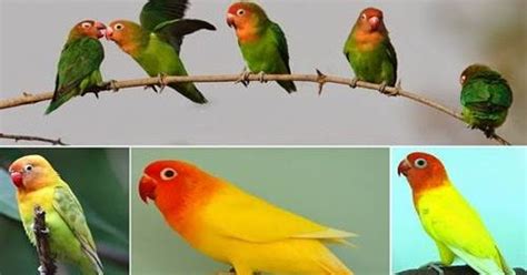 Daftar Harga Resmi Burung Lovebird Lengkap Semua Jenis Terbaru