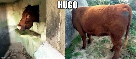 Meet Hugo Rmemes