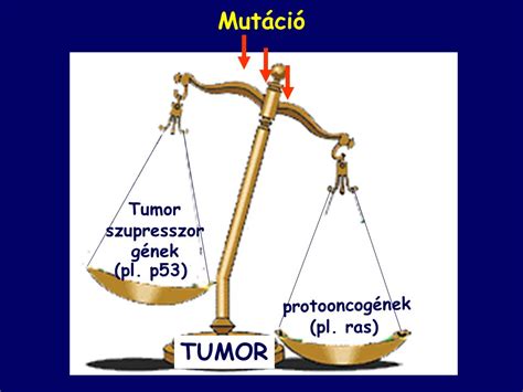 Tumorimmunol Gia Dr Falus Andr S Egyetemi Tan R Ppt Let Lteni