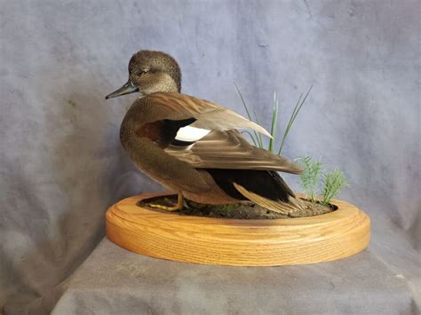 Gadwall Mount Gadwall Drake Duck Mounts Texas Waterfowl Taxidermy