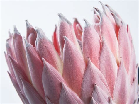 Protea Wallpapers - Wallpaper Cave