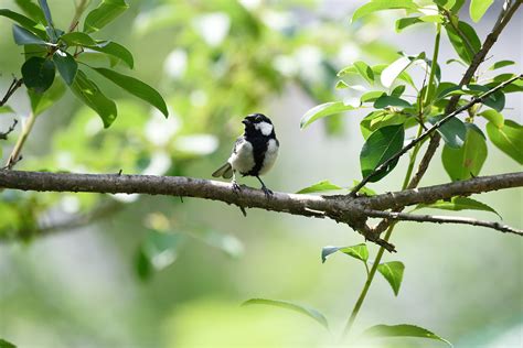 Great Tit Jinsoo Choi Flickr