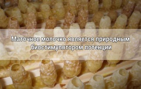 Лечение импотенции апитерапией (лечение пчёлами) | Апитерапия.ru