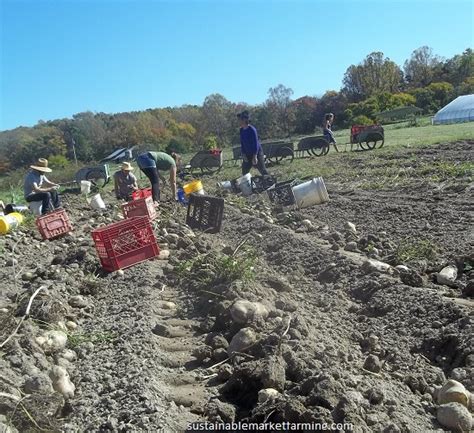 Harvesting potatoes – Sustainable Market Farming