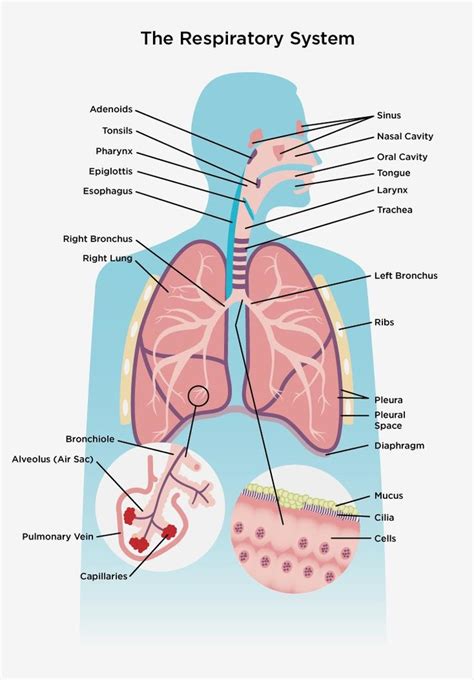 Respiratory System Diagram Quizlet