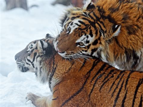 Felinos Descubre El Fascinante Mundo De Los Grandes Felinos