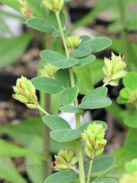 Earth Tones Native Plants