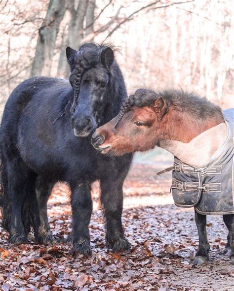 Pin By Deann Jones On Miniature Horse And Donkey In 2024 Shetland