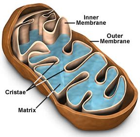 Mitochondrial Disorders Flashcards Quizlet