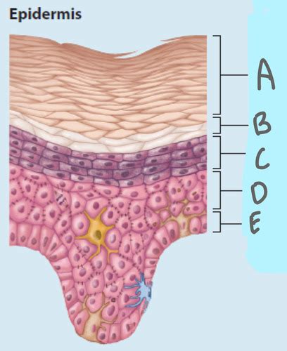 Integumentary System Flashcards Quizlet