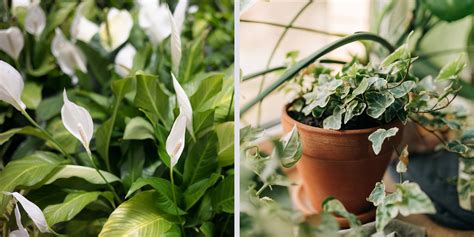 What House Plants Reduce Humidity Naturally? Best Picks