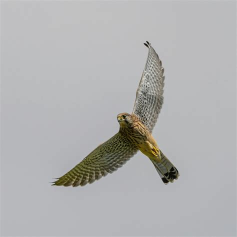 Falcon Flying Photos, Download The BEST Free Falcon Flying Stock Photos ...