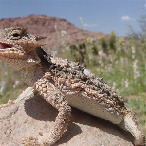 Nevada Day State Animals | Red Rock Canyon Las Vegas