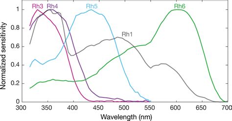 Of Drosophila Photoreceptor Sensitivities A Normalized Mean Spectral