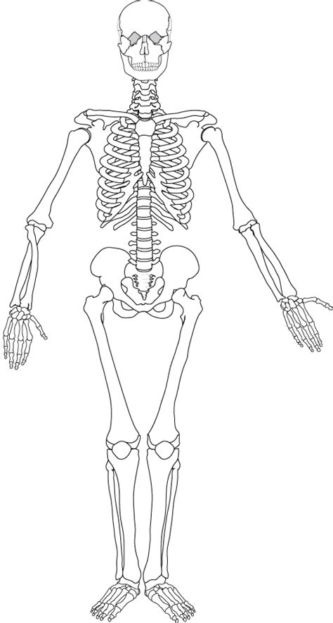 Classifications Coll Ge Des Jeunes Orthop Distes