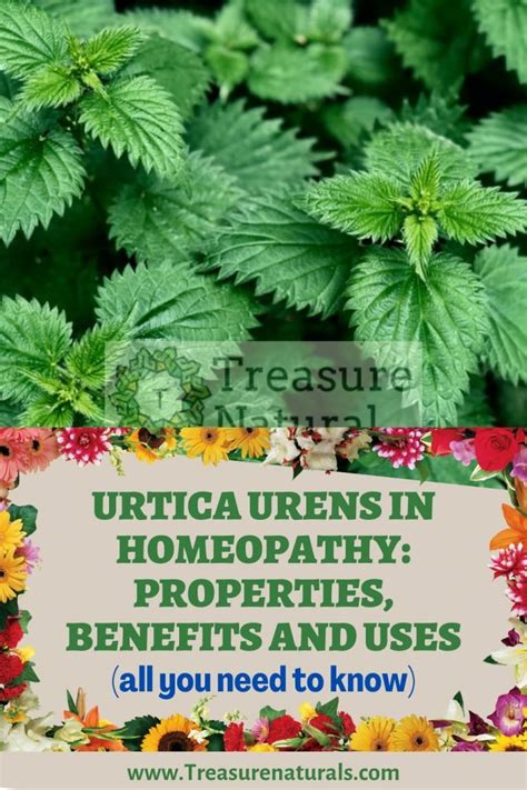 Urtica Urens In Homeopathy Properties Benefits And Uses All You Need