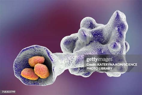 Entamoeba Histolytica Photos And Premium High Res Pictures Getty Images