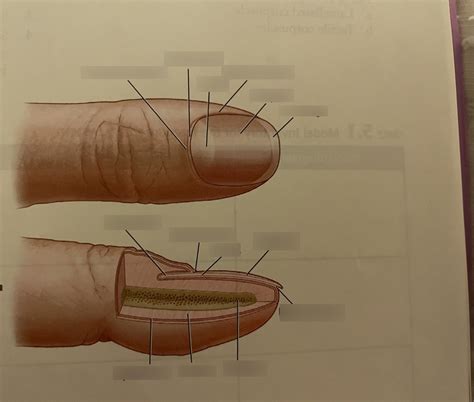 Nail Anatomy Diagram Quizlet