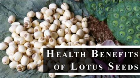 25 Possible Health Benefits Of Lotus Seeds Makhanasfox Nuts