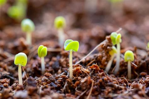 Con Fertilizantes Sintéticos O Inorgánicos Para Jardines Tan Abundantes