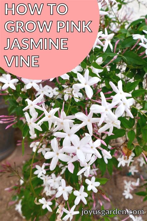 How To Grow Pink Jasmine Vine Jasmine Plant Jasmine Vine Pink Jasmine