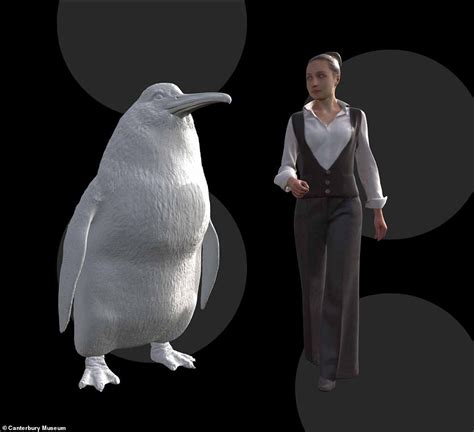 Giant penguin the size of a person wandered New Zealand 66 million ...