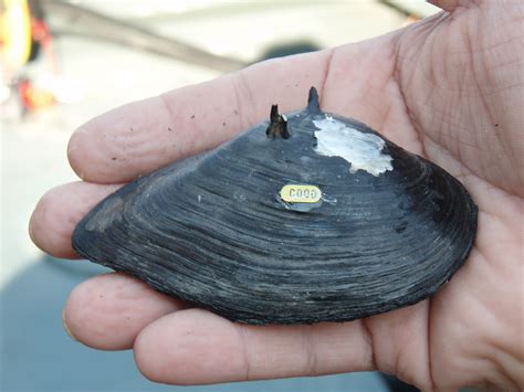 Elliptio-spinosa-Flickr-Florida-mussels.jpg | FWS.gov