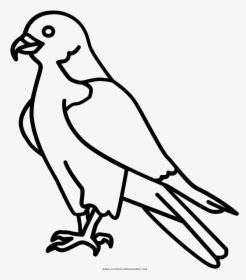 Peregrine Falcon Coloring Page Easy Peregrine Falcon Drawing HD Png