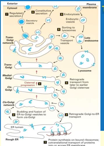 Targeting proteins into membranes and organelles and protein modification in the secretory ...