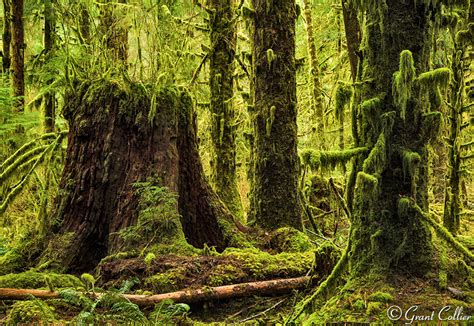 Hoh Rain Forest Olympic National Park Landscape Photography