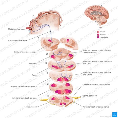 Spinal Cord Ascending And Descending Tracts Kenhub