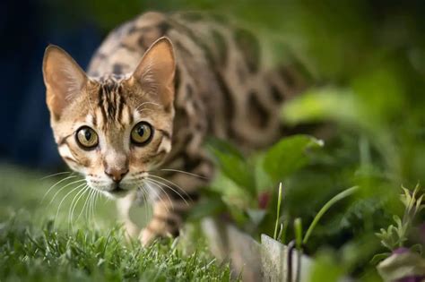 Bengal Cat Personality