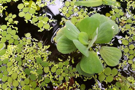 5 Essential Plants for Your Wildlife Pond