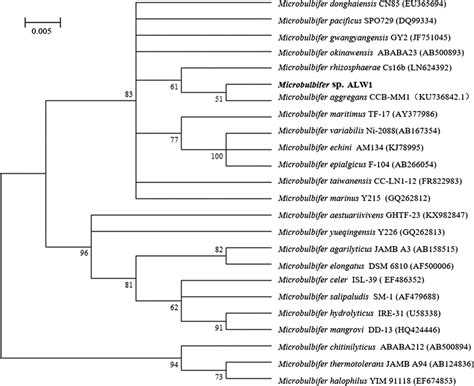 Phylogenetic Tree Analysis For Strain Alw And Its Closely Related